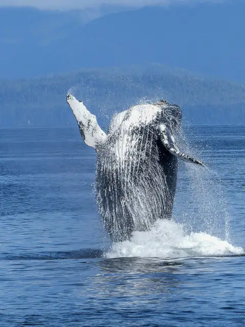 Vesterålen – Der himmelen møter havet