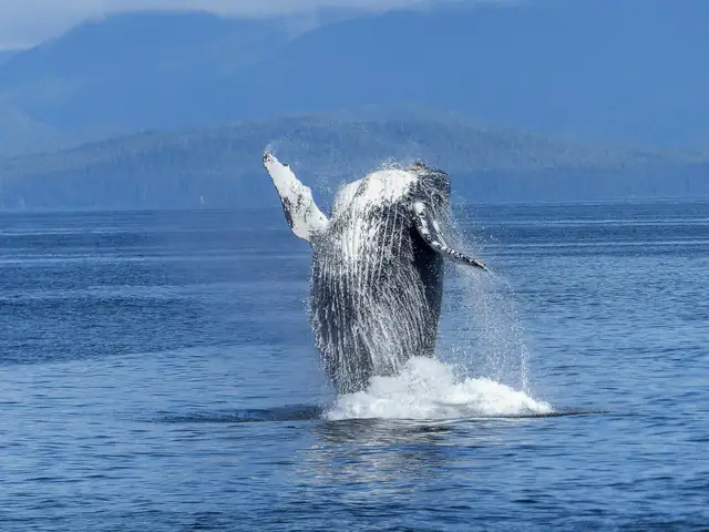 A stunning capture of a humpback whale breaching the ocean surface with mountains in the background.